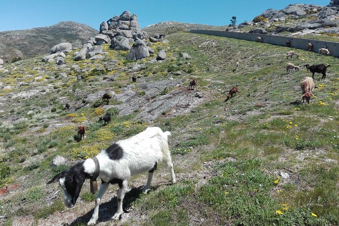 Estrela Mountain, Cheses, Wines and Olive Oils, Full-Day From Coimbra - Visiting Museu Do Azeite