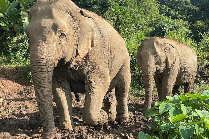 Ethical Elephant Observation by Samui Elephant Sanctuary - Pricing and Cancellation Policy