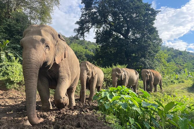 Ethical Elephant Observation by Samui Elephant Sanctuary - Health and Participation Requirements
