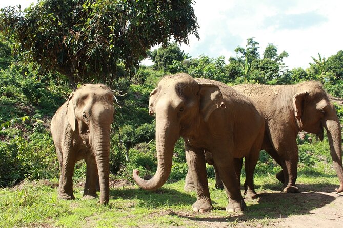 Ethical Elephant Observation by Samui Elephant Sanctuary - Location and Accessibility