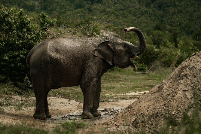 Ethical Elephants Sanctuary and Coconut Experience in Koh Samui - Practical Details: Logistics, Cost, and Group Size