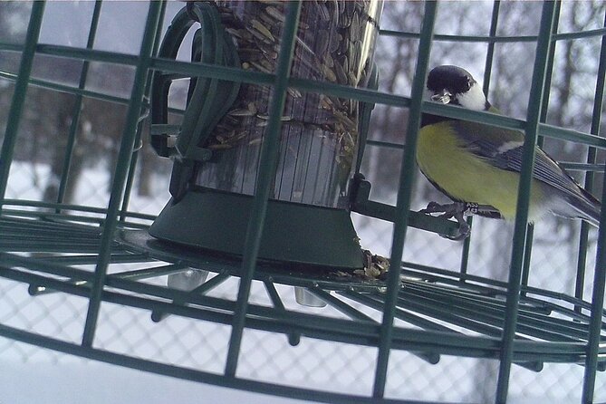 Ethical Tour Monitor Songbirds on Tromsø Island - Health and Accessibility