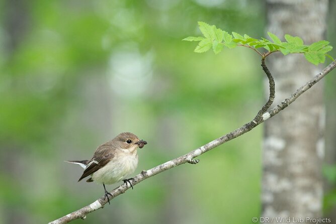 Ethical Tour Monitor Songbirds on Tromsø Island - Ethical Practices