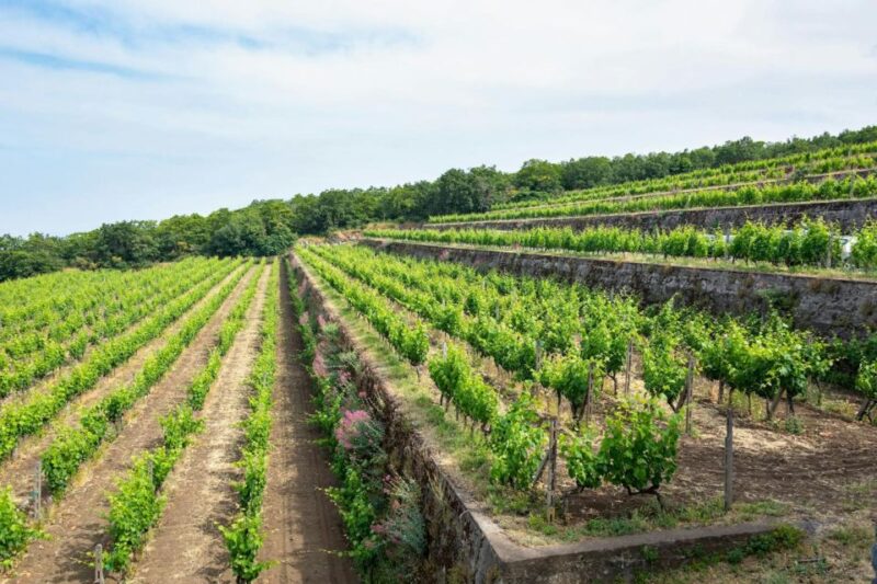 Etna 4x4 & Wine Tasting Tour - Key Points