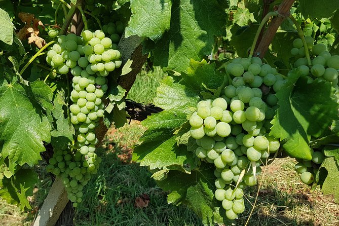 Etna DOC & Organic Wine Tasting and Tour of the 1815 Historic Winery - Historic Winery Tour Details