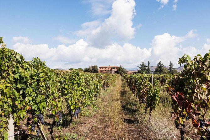 Etna DOC & Organic Wine Tasting and Tour of the 1815 Historic Winery - Scenic Highlights of the Tour