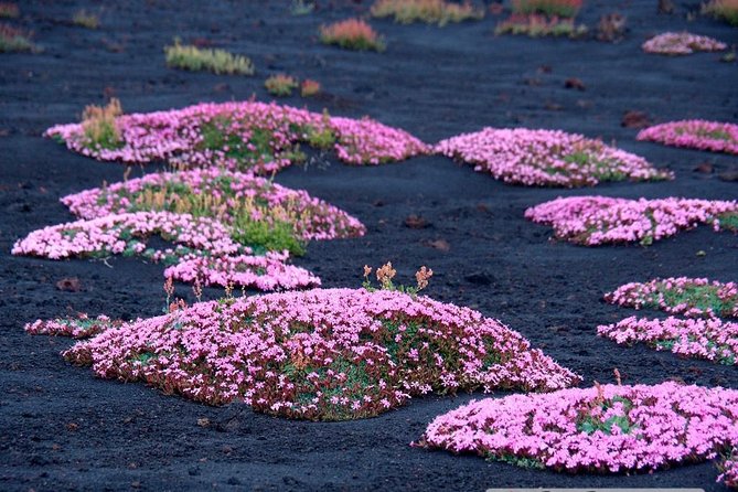 Etna in 4x4 & Sicilian Food Experience. Private Tours - Accessibility and Participation