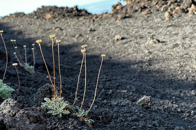 Etna Morning or Sunset - Trek & Lava Tunnel With Gear - Trekking on Mount Etna