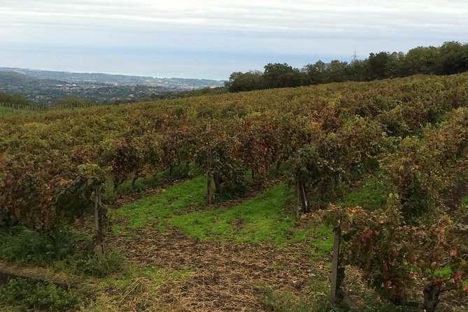 Etna Tour and Lunch in a Winery With Wine Tasting - Pickup Options and Locations