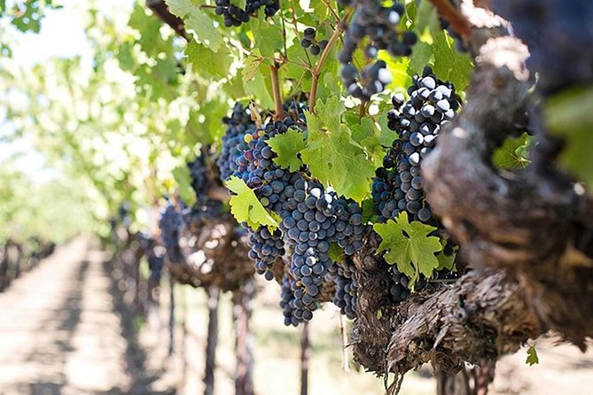 Etna Trekking and Wine Tasting - Tour Details and Inclusions