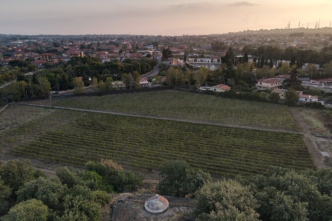 Etna Urban Winery Morning Vineyard Walk and Tasting - Exploring the Historical Palmento