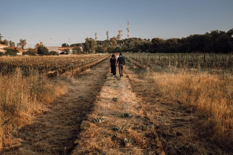 Etna: Urban Winery, Vineyards Walk & Wine Tasting at Sunset - Tour Highlights