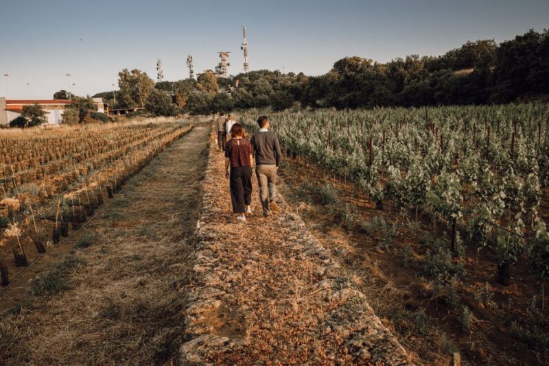 Etna: Urban Winery, Vineyards Walk & Wine Tasting at Sunset - Practical Information