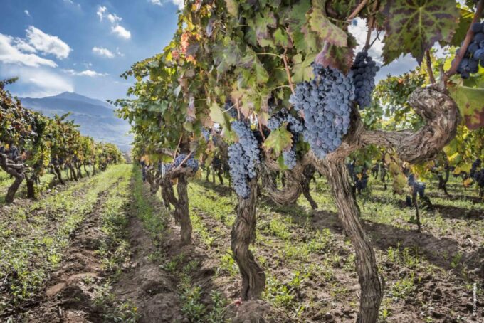 Etna & Wine Private Day Tour - Transportation
