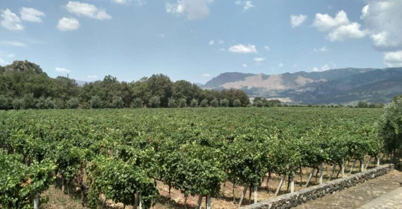 Etna: Wine Tasting and Food Tour - Zafferana Etnea Exploration