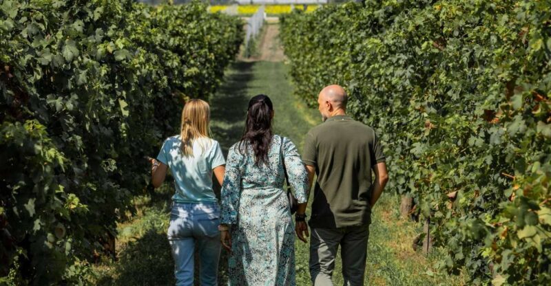 Euganean Hills Guided Wine Tour From Abano Montegrotto - Key Points