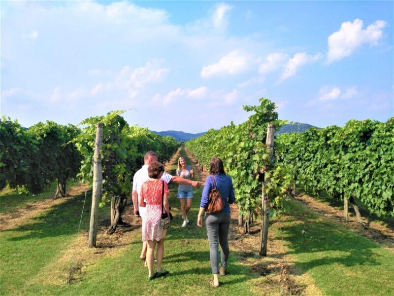 Euganean Hills Guided Wine Tour From Abano Montegrotto - Itinerary Details
