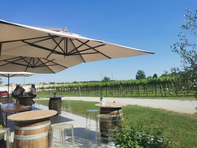 Euganean Hills Guided Wine Tour From Abano Montegrotto - Wine and Vineyard Experience