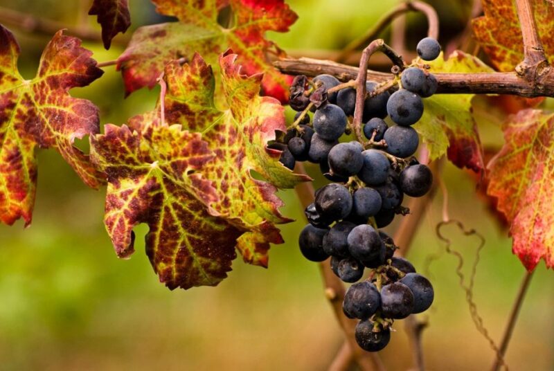 Euganean Hills Guided Wine Tour With Tasting From Padua - Languages Offered