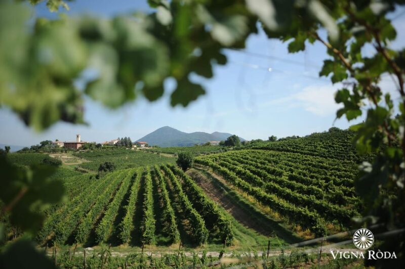 Euganean Hills: Tasting of the Most Significant Wines and Vineyard Tour - Unique Wine Varieties to Discover