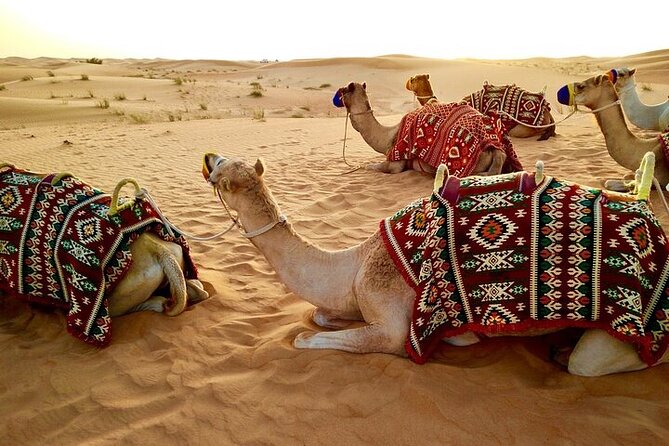 Evening Desert Safari Abu Dhabi With BBQ Dinner & Shows - Inclusions