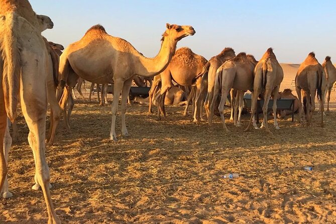 Evening Desert Safari Abu Dhabi With Hot BBQ Dinner - Comfortable Round-trip Transportation