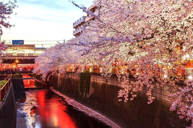Evening Hanami (Cherry Blossom) Experience With a Local - Meeting and End Points