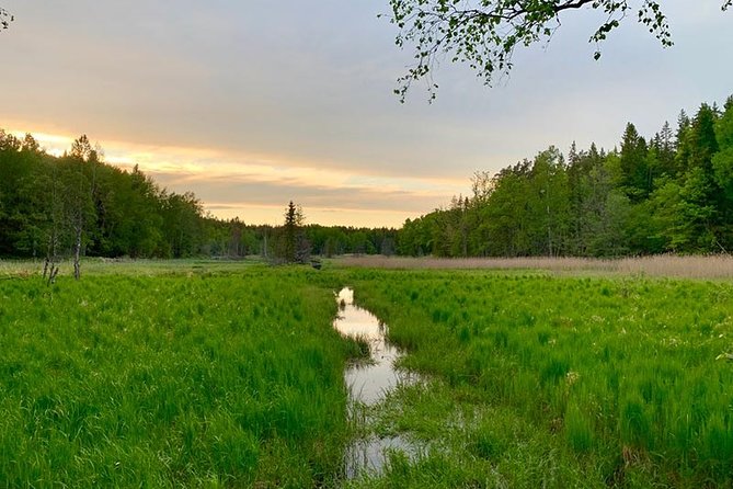 Evening Hike in Tyresta National Park - Wildlife and Scenery