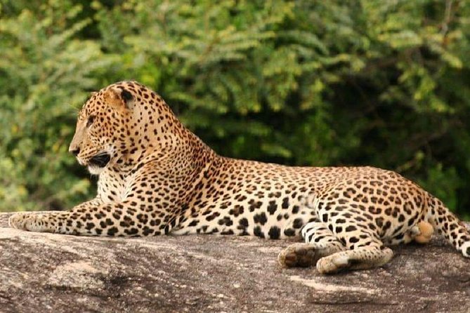 Evening Private Tour Safari at Yala National Park - Key Points