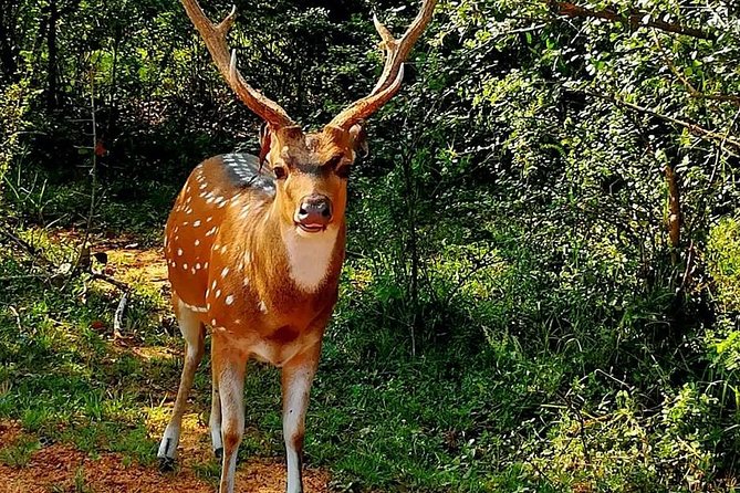 Evening Private Tour Safari at Yala National Park - Additional Information