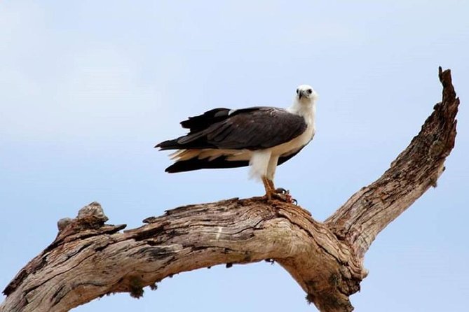 Evening Private Tour Safari at Yala National Park - Safari Insights