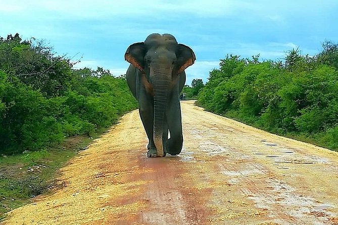 Evening Private Tour Safari at Yala National Park - Wildlife Encounters