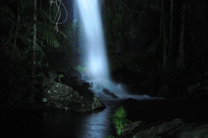 Evening Rainforest & Glow Worm Experience - Small Group Tour - Inclusions