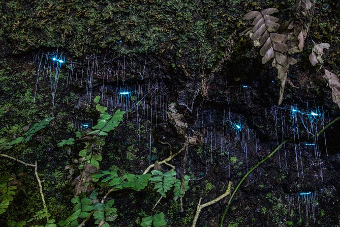 Evening Rainforest & Glow Worm Experience - Small Group Tour - Glow Worm Observation
