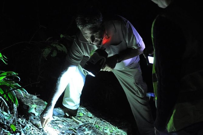 Evening Rainforest & Glow Worm Experience - Small Group Tour - Tamborine Mountain Exploration