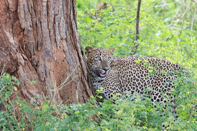 Evening Safari - Yala National Park With Janaka Safari - 02.00 Pm to 06.30 Pm - Inclusions in the Safari Package