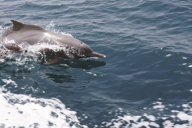 Evening Sunset Dhow Cruise Tour - Muscat - Scenic Coastal Views and Sunset