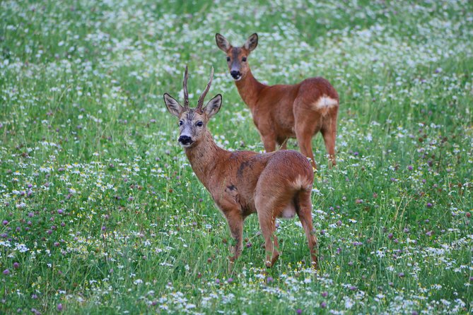 Evening Wildlife Safari From Stockholm - Safari Transportation and Meal
