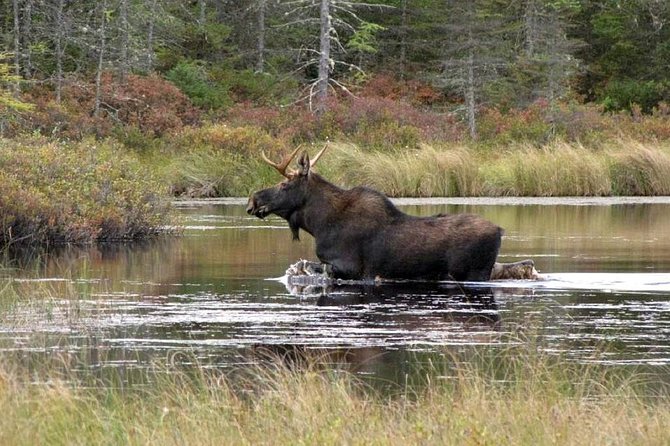 Evening Wildlife Safari Stockholm - Equipment and Amenities