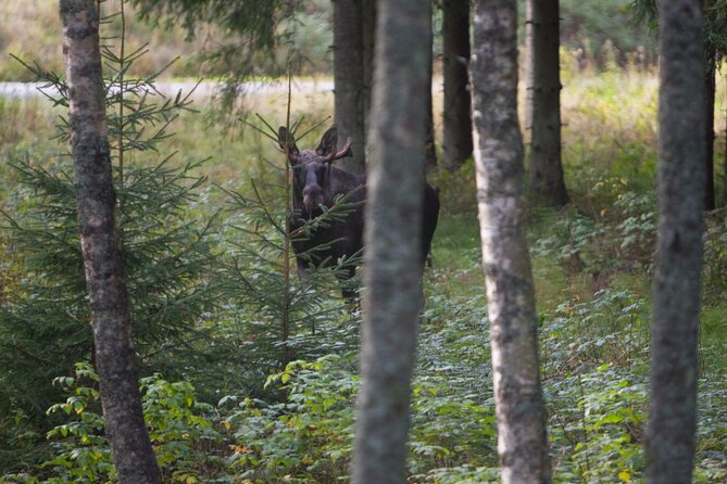 Evening Wildlife Safari Stockholm - Booking and Accessibility Information