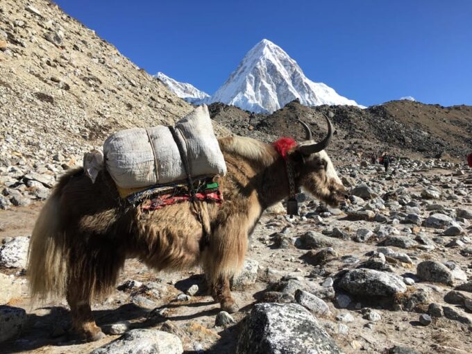 Everest Base Camp Trek by Helicopter Return -11 Days - Lodging and Meals