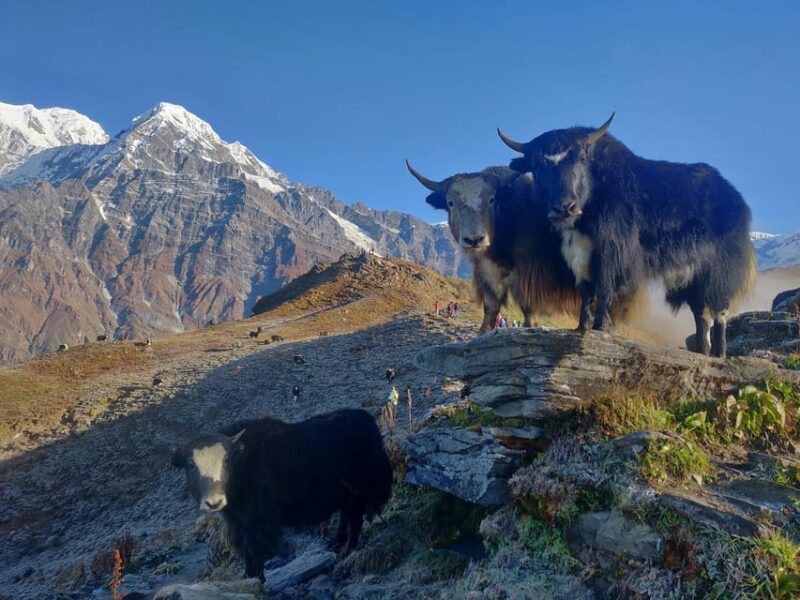 Everest Region: Private Everest Base Camp Trek 15 Days - Guide and Porters