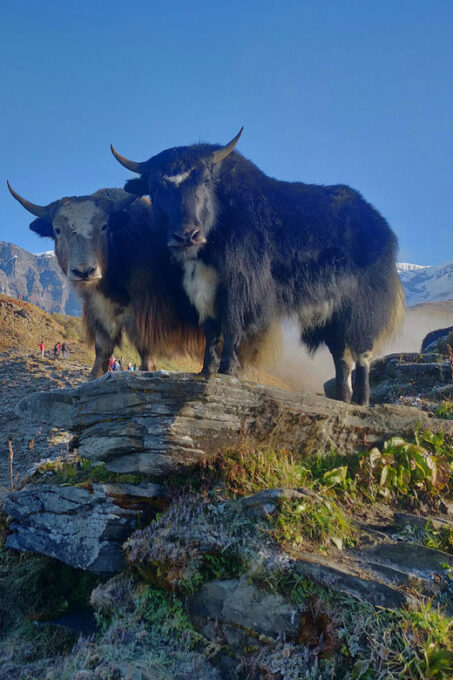 Everest Region: Private Everest Base Camp Trek 15 Days - Frequently Asked Questions