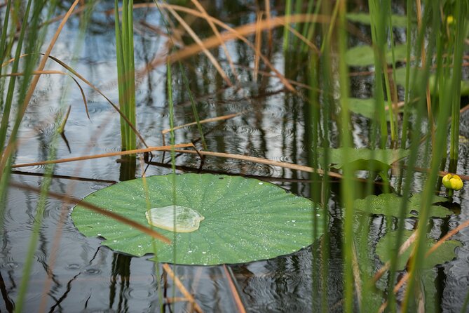 Everglades Admission Ticket With Airboat Ride and Wildlife Show - Customer Reviews and Ratings