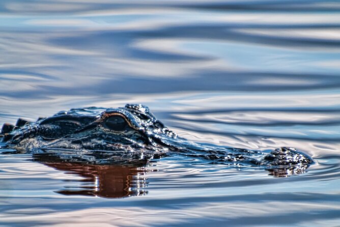 Everglades Admission Ticket With Airboat Ride and Wildlife Show - Wildlife Show Highlights