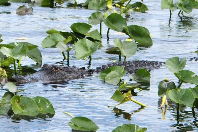 Everglades Airboat Ride and Bus Transfer From Miami Beach - Interesting Wildlife Sightings
