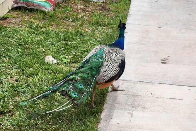 Everglades Airboat Ride and Bus Transfer From Miami Beach - Alligator Show and Communication From Driver