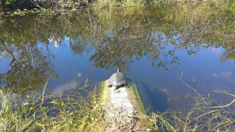 Everglades Airboat Ride & Guided Hike - Transportation Options