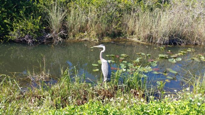 Everglades Airboat Ride & Guided Hike - Everglades Safari Park