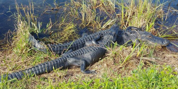 Everglades Airboat Ride & Guided Hike - Important Information